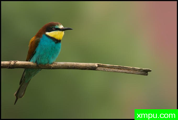 欧洲蜂类恐龙 ---摄影师：温迪德角摄影