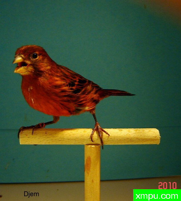 金丝雀--深色桂皮----摄影师djem83[德国]