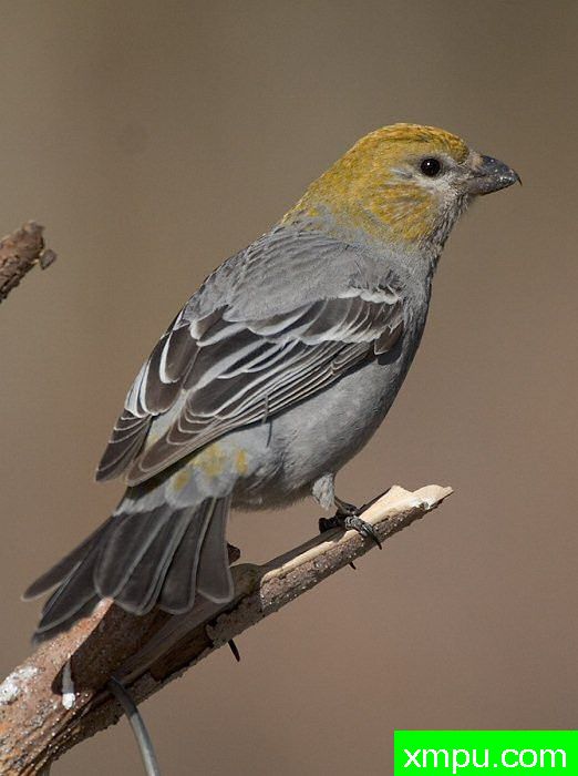 派恩格罗斯比克