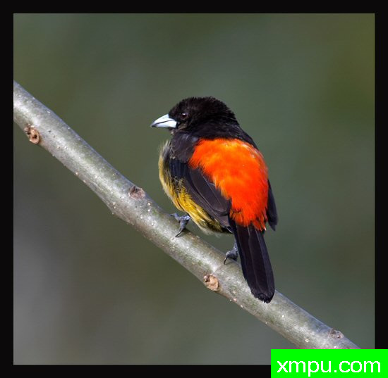 红寡妇鸟（学名：Euplectes orix）2