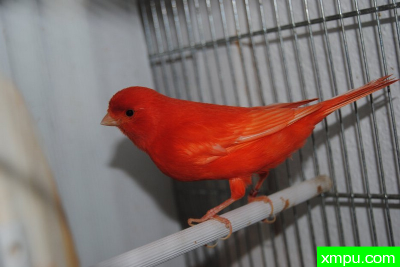 常见的红色鸟图片图片