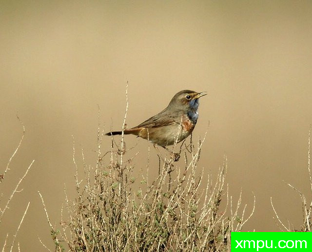 青海南山蓝点颏
