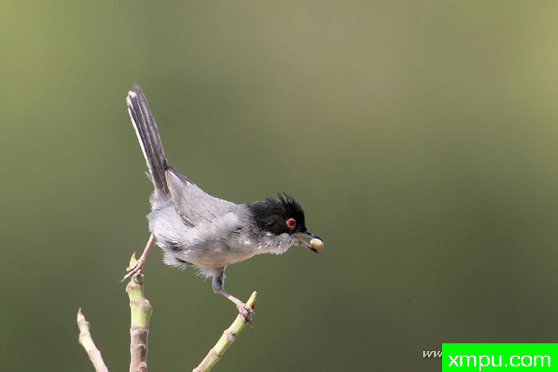 天鹅绒莺（西尔维亚melanocephala）---著名摄影师：Cezar摄影