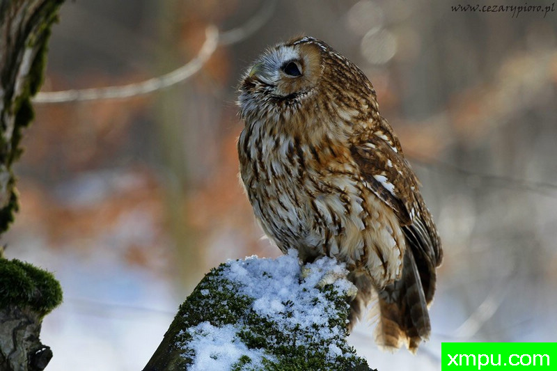 托尼鸮（Strix aluco）---著名摄影师：Cezar摄影