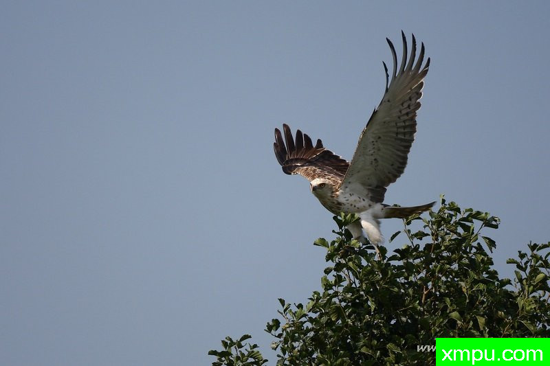 欲飞（Circaetus gallicus）---著名摄影师：Cezar摄影