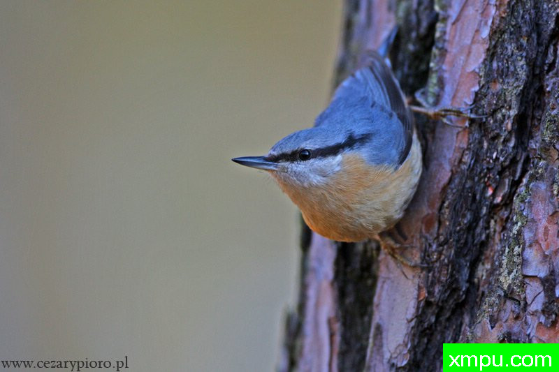 纳特哈奇（西塔油橄榄）--著名摄影师：Cezar摄影