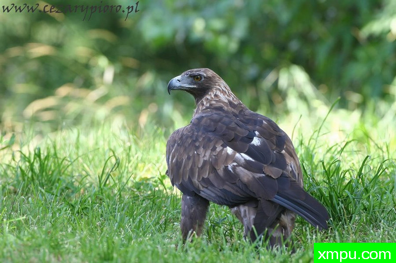 金鹰---著名摄影师：Cezar摄影