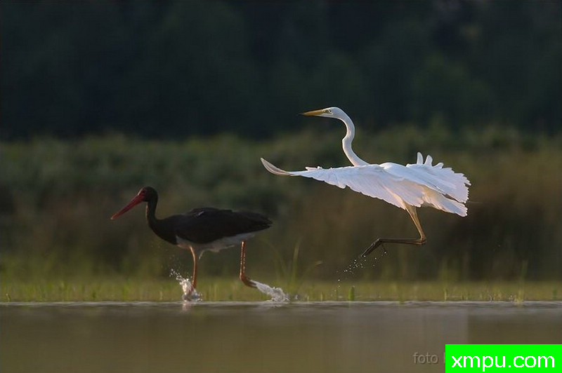 大白鹭在追求黑鹳 -著名荒野摄影师：克里斯托弗Sztaba 摄影