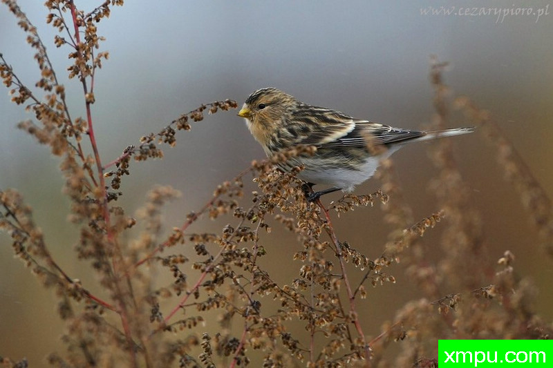 Rzepołuch[黄雀]---著名摄影师：Cezar摄影