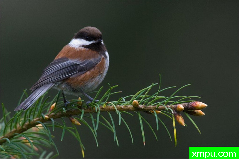 造型--著名自然摄影师：肯阿彻摄影