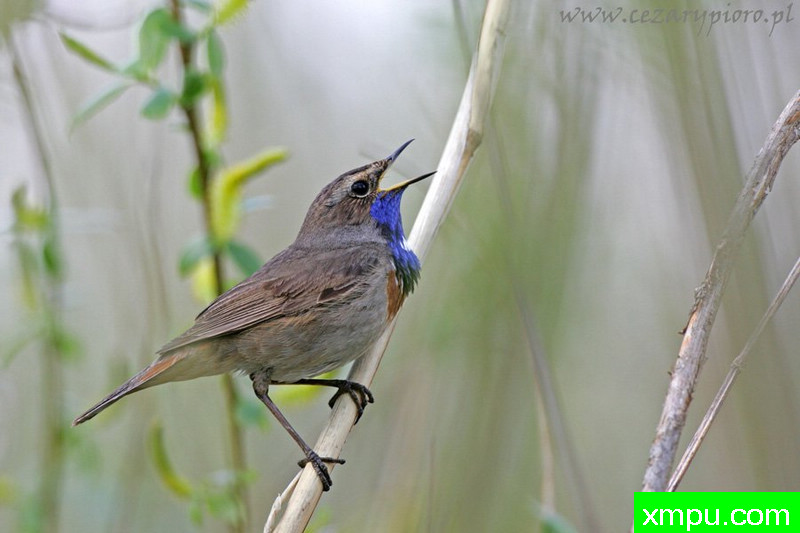 Bluethroat（Luscinia svecica）---著名摄影师：Cezar摄影
