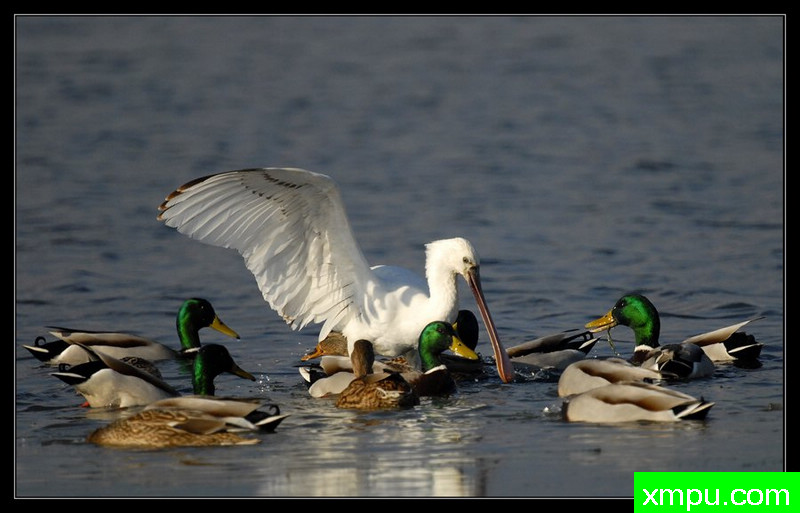 绿头鸭与琵鹭---摄影师： Giangiorgio Crisponi摄影