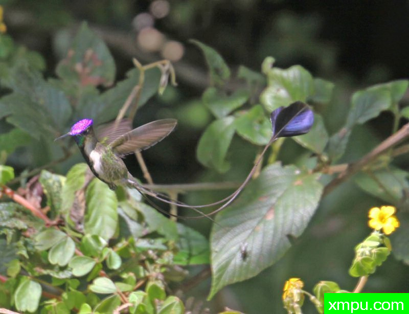 奇妙球拍尾蜂鸟
