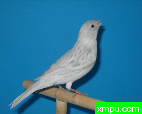 男性玛瑙opale相思--摄影师：莱斯derniers德摄影[法国]