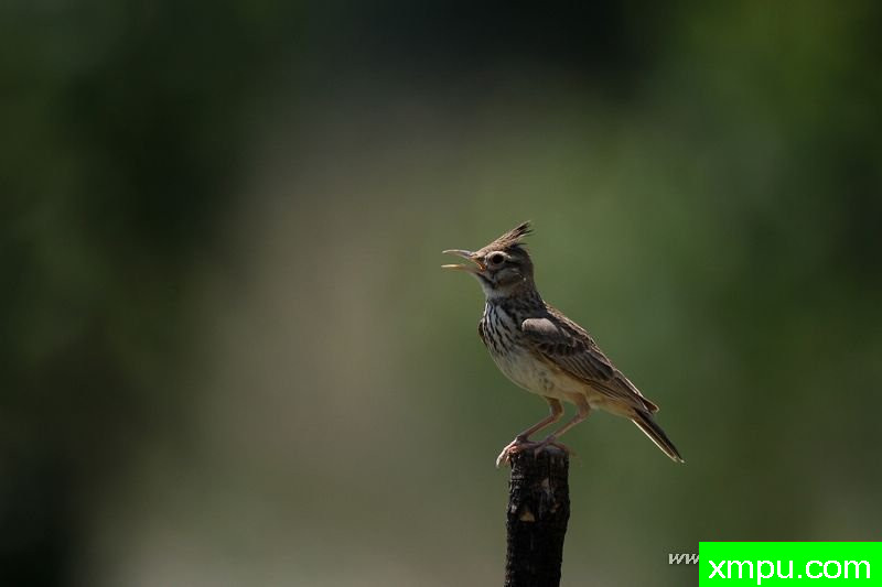 捷（Galerida鸡冠花---著名摄影师：Cezar摄影