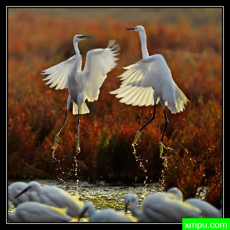 白鹭芭蕾舞-卡利亚里[撒丁岛] ---摄影师： Giangiorgio Crisponi