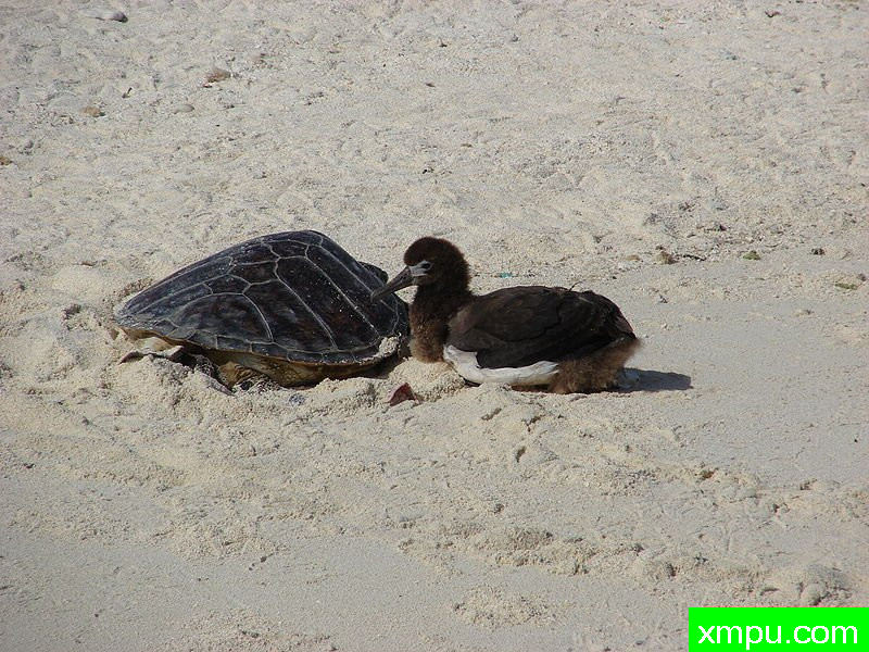 中途岛-无人居住的岛屿 _Tournefortia_argentea
