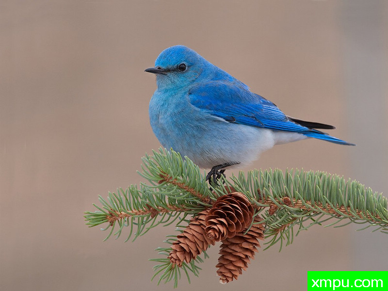 山区蓝鸟 --摄影师：丹港摄影[美国]