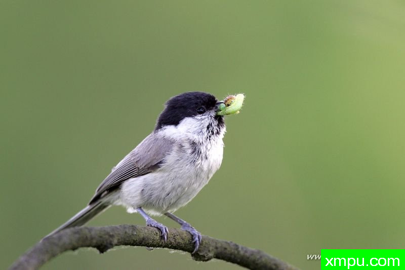 西科拉差（Poecile沼泽）---著名摄影师：Cezar摄影