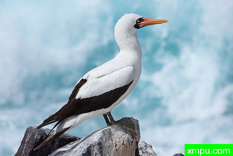 纳斯卡鲣鸟-Nazca-Booby