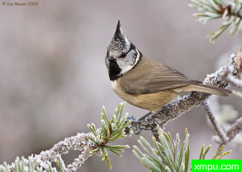 凤头山雀对松 --摄影师：伊恩梅森[美国]