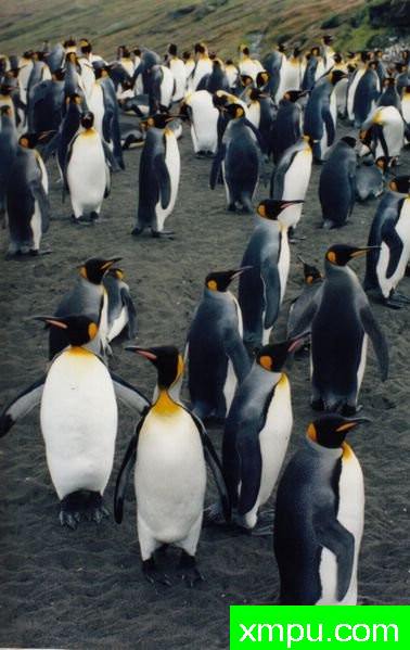 亚南极洲岛屿无人居住的岛屿x-Aptenodytes_patagonicus