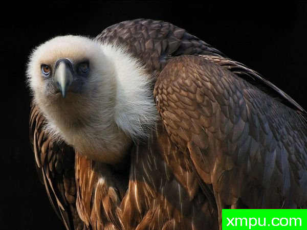格里丰秃鹰--著名摄影师：马塞罗Spiazzi摄影
