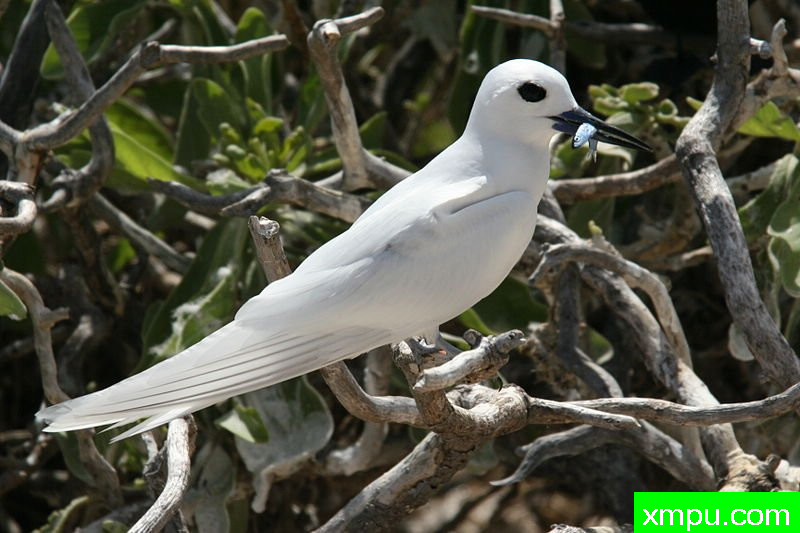 白色燕鸥与鱼-White_tern_with_fish
