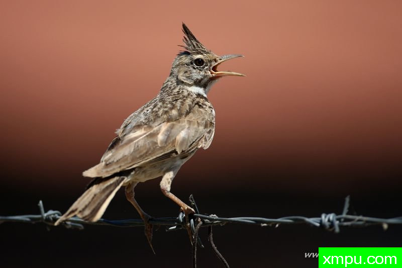 捷（Galerida鸡冠花）---著名摄影师：Cezar摄影