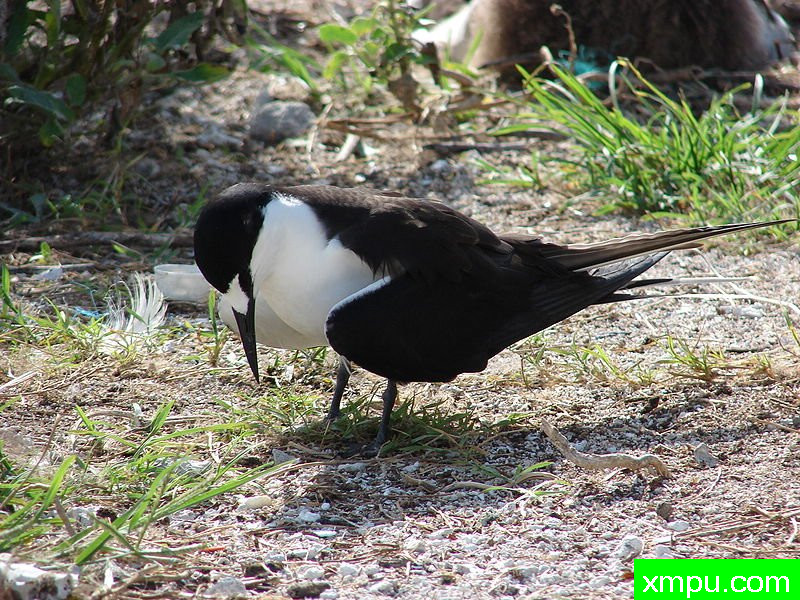 Starr_ 中途岛--无人居住的岛屿 _Eleusine_indica
