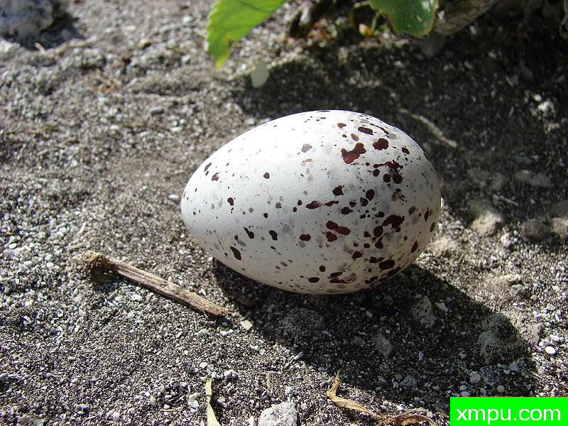 Starr_ 中途岛--无人居住的岛屿 _Eleusine_indica