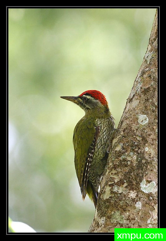 条纹喉啄木鸟图片,条纹喉啄木鸟介绍,条纹喉啄木鸟百科-动植物