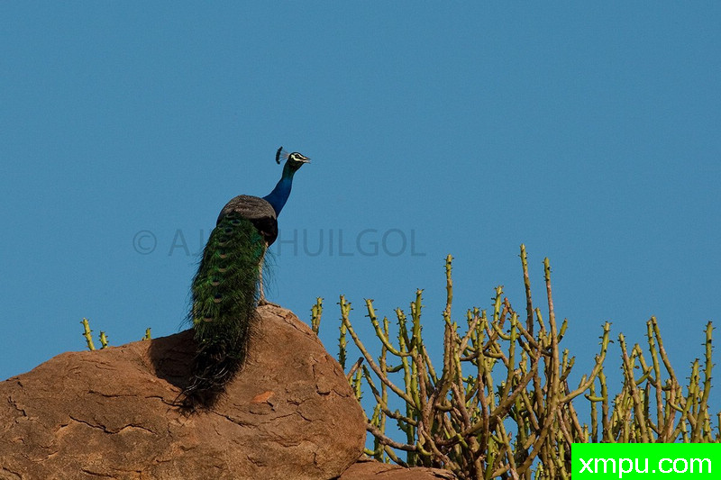 绿孔雀--摄影培育师：阿吉特Huilgol 摄影[美国]