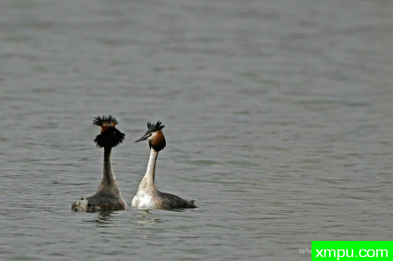 凤头鸊鷉（Podiceps cristatus）---著名摄影师：Cezar摄影