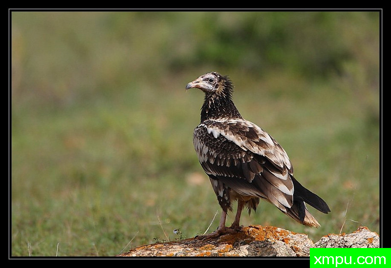 埃及秃鹫--摄影培育师：阿吉特Huilgol 摄影[美国]