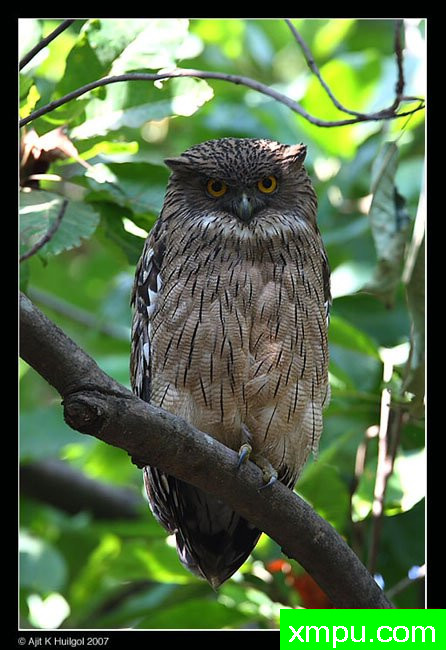 非洲鱼嚎猫头鹰--摄影培育师：阿吉特Huilgol 摄影[美国]