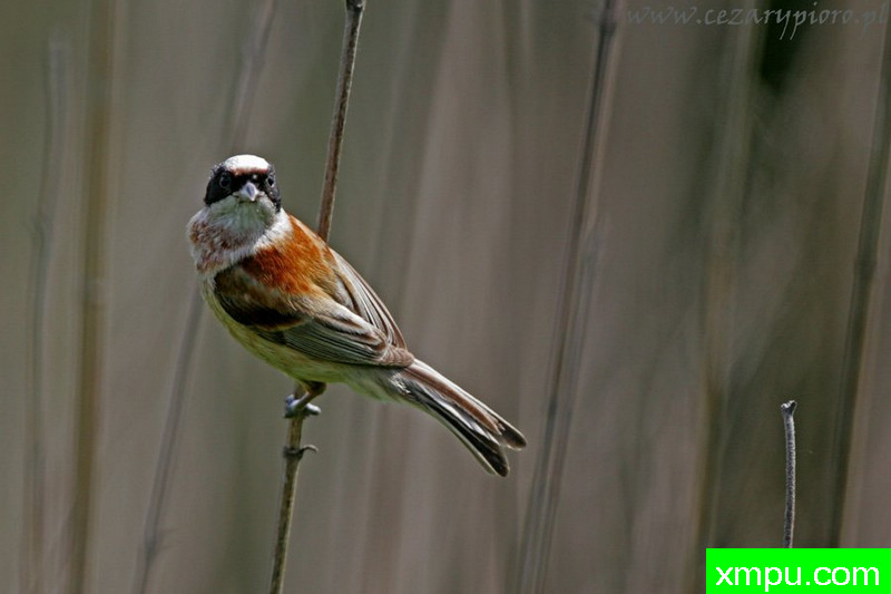 Remiz---著名摄影师：Cezar摄影