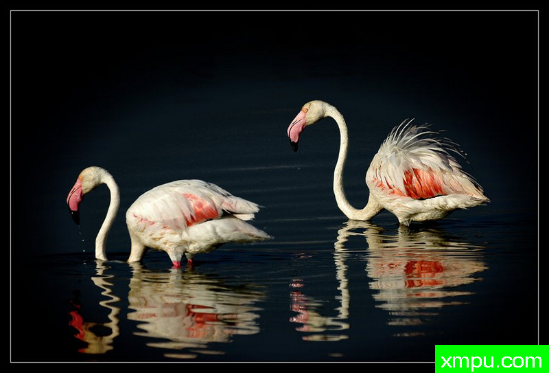 火烈鸟02---摄影师： Giangiorgio Crisponi摄影