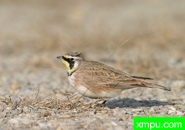 zzHornedLark8D百灵鸟[美国]--摄影师：罗伯特罗伊斯