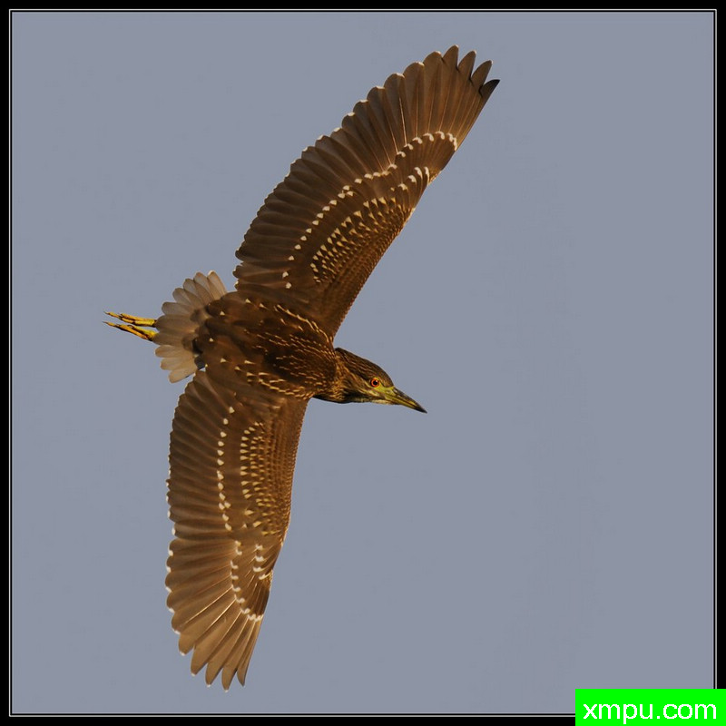 飞行中的年轻夜鹭---摄影师： Giangiorgio Crisponi摄影