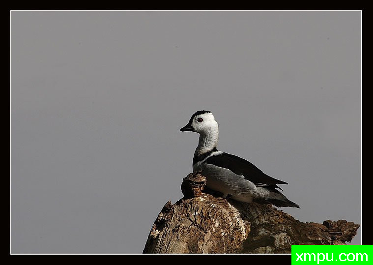 棉花侏儒鹅--摄影培育师：阿吉特Huilgol 摄影[美国]