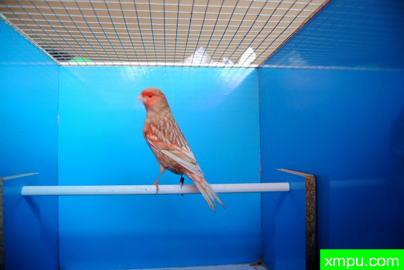 金丝雀--珍珠胭脂冠军鸟--摄影师：BATTAGLIA64摄影