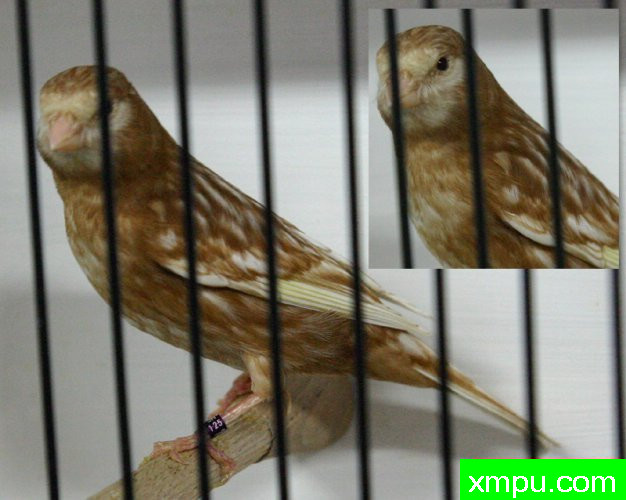 金丝雀-棕珍珠玉鸟---著名摄影师：canarisliegeois摄影