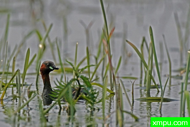 小鸊鷉（Tachybaptus ruficollis）---著名摄影师：Cezar摄影