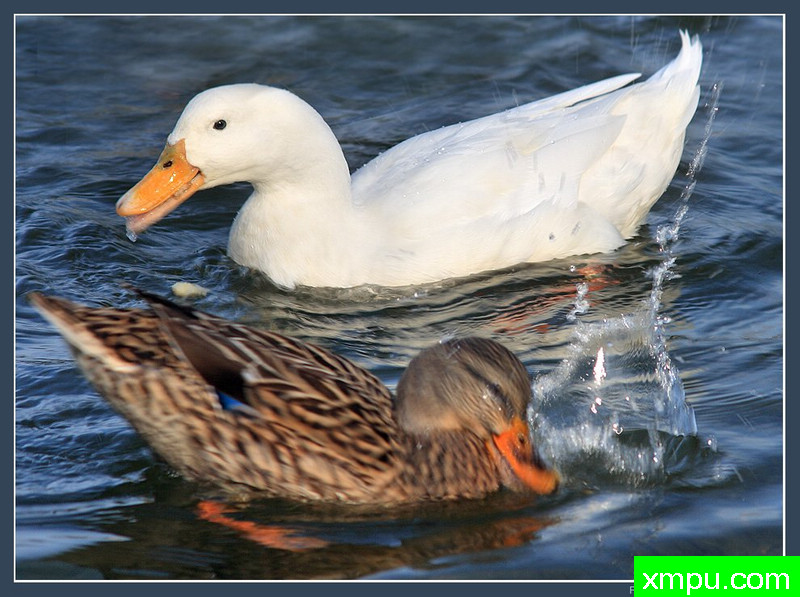 永远不要相信白鸭子！---摄影师：保罗德Faveri特摄影