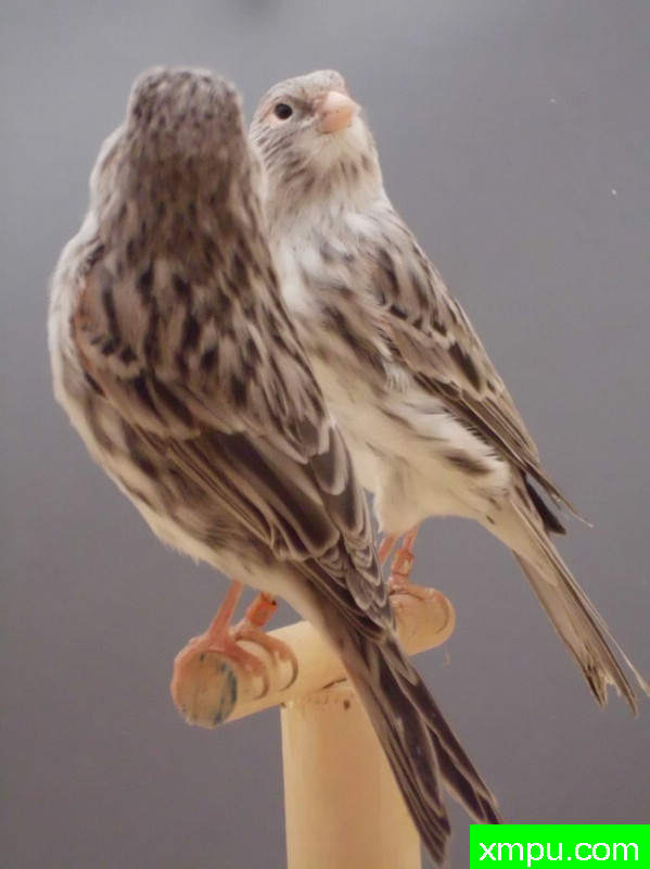 金丝雀-麻蛇纹相思2010年[品种：蛇纹]---著名摄影师： trainer92