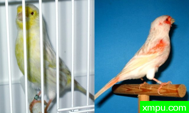 金丝雀--黄彩金丝鸟--摄影师：德卡纳里斯摄影[法国]