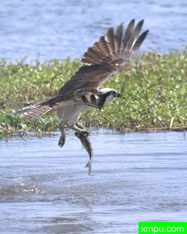鱼鹰的工作--著名荒野摄影师：卡尔特布拉格摄影 [美国]
