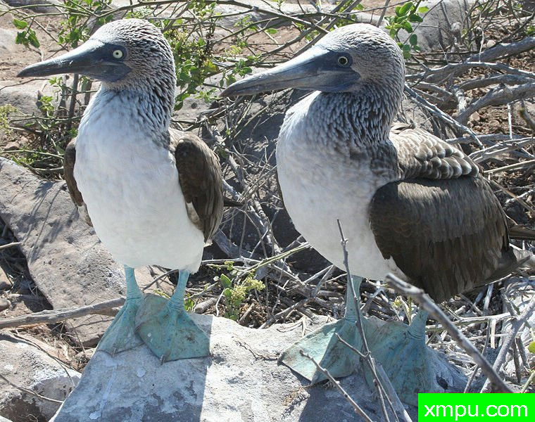 蓝脚鲣鸟-Blue-footed_Booby_Comparison