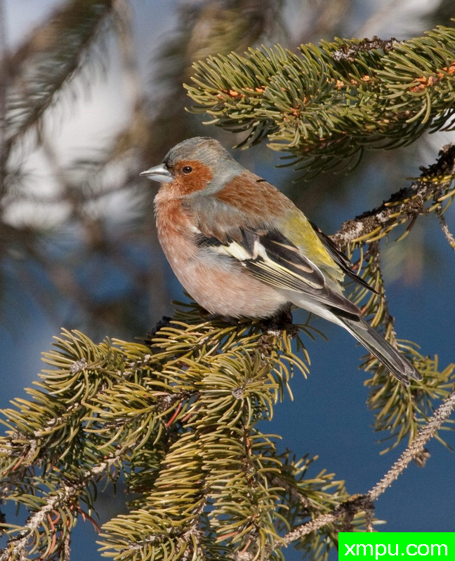 燕雀 --摄影师：莫尼卡斯日摄影[意大利]